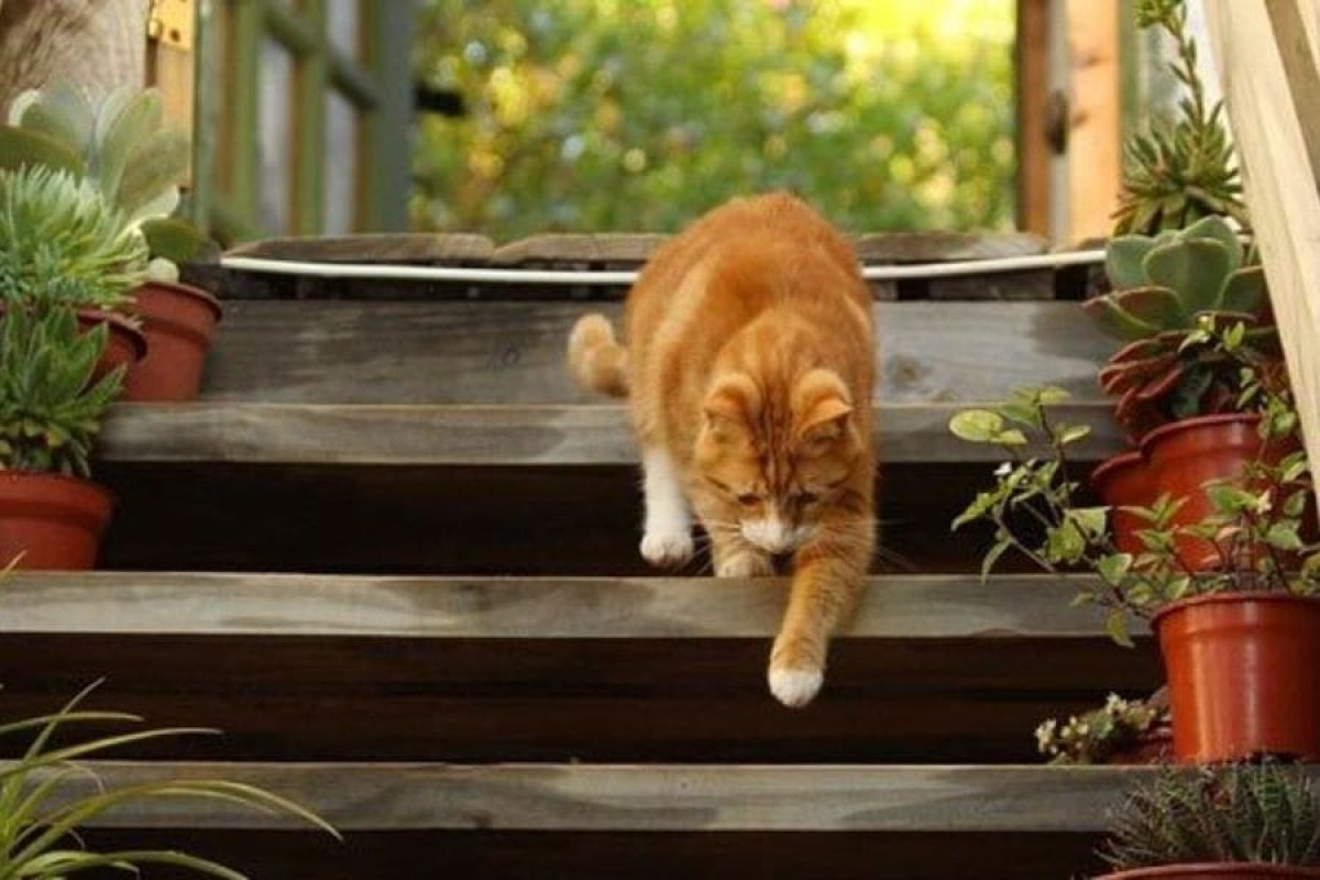Cómo evitar que tu gato se pierda - Tiendanimal