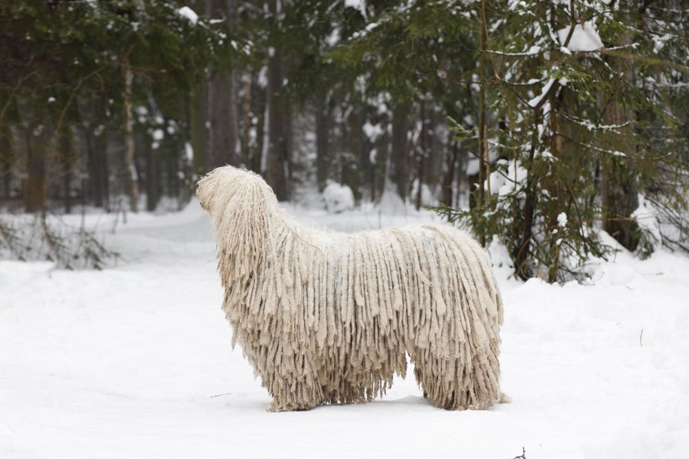 informacion komondor perro-min