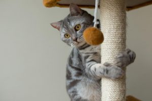 raza sokoke de gatos: consejos, cuidados y características
