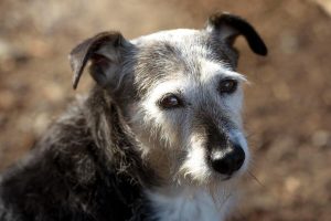 Tratamiento para la artrosis en perros