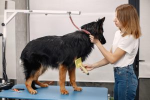 Cómo acostumbrar al cachorro a ir a la peluquería desde el primer día