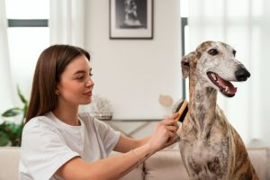 cómo mantener el cuidado del pelo de tu perro en casa desde cachorro