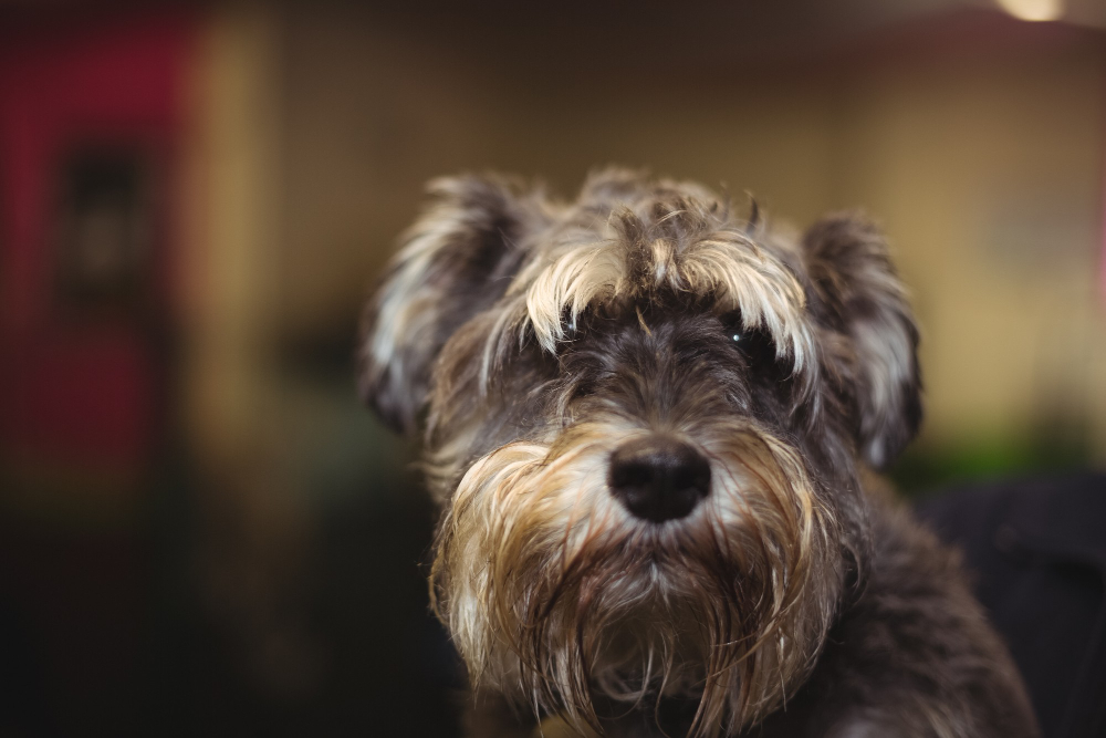 Cuidados del pelo duro en perros