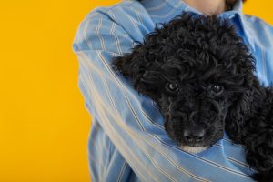 perros de pelo rizado