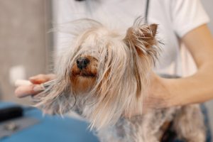 Cuidados para perros de pelo largo