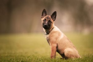 Errores en la alimentación de razas grandes perros