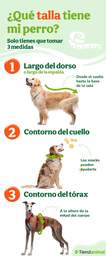 Guía para saber la talla de ropa de tu perro