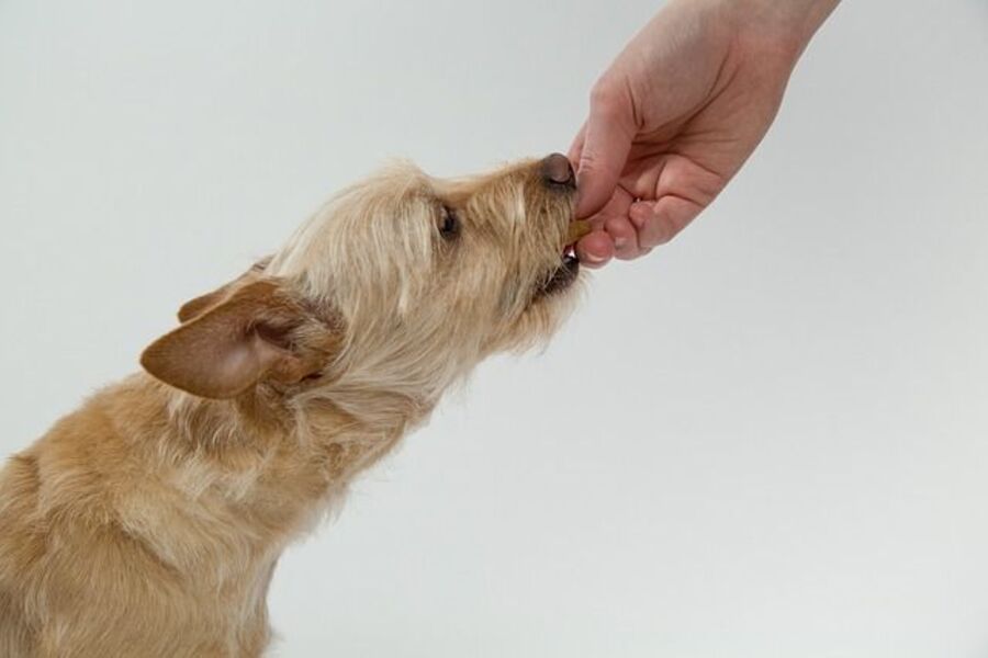 Los mejores piensos para perros esterilizados