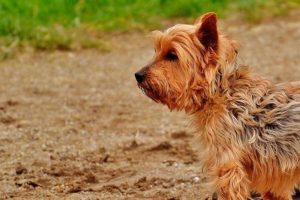 Cuándo esterilizar a una perrita