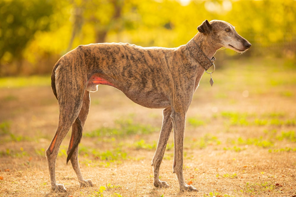 Galgo español: Consejos, cuidados y características