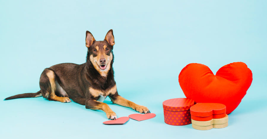 Más ideas para celebrar San Valentín con tu perro
