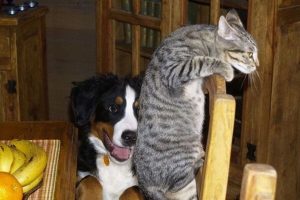 Mejores juegos didácticos para perros y gatos