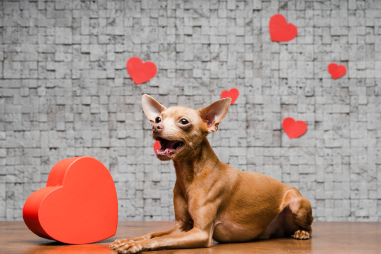 Las mejores ideas de regalos para celebrar San Valentín con perro