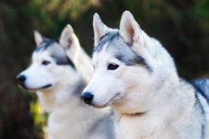 Perros de pelo de doble capa y sus cuidados