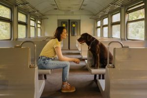 viajar-tren-en-espana-con-perro