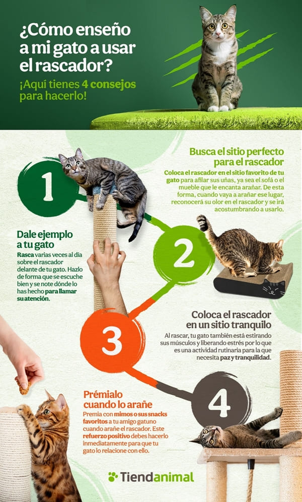 Cómo enseño a mi gato a utilizar el rascador