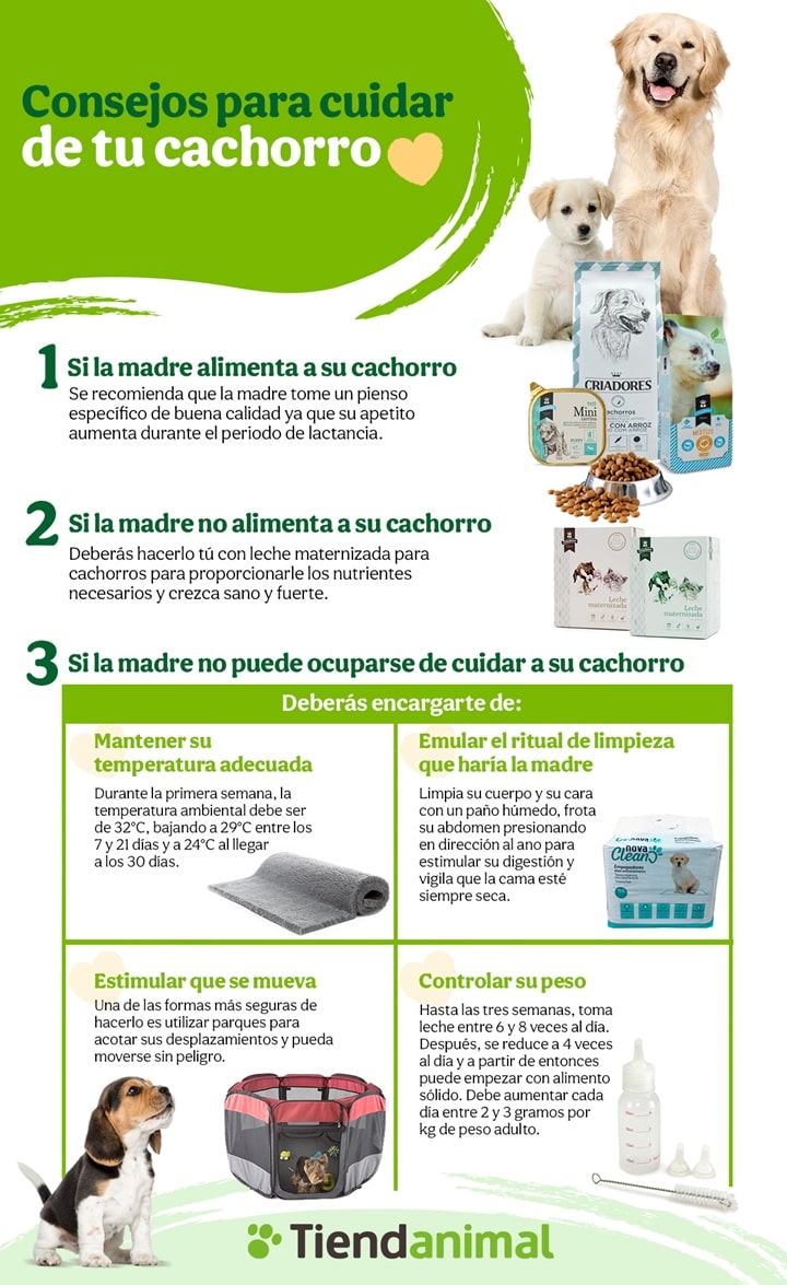 Consejos para cuidar un cachorro |