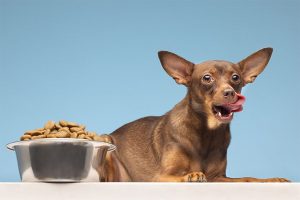 Cómo cambiar el pienso de perros