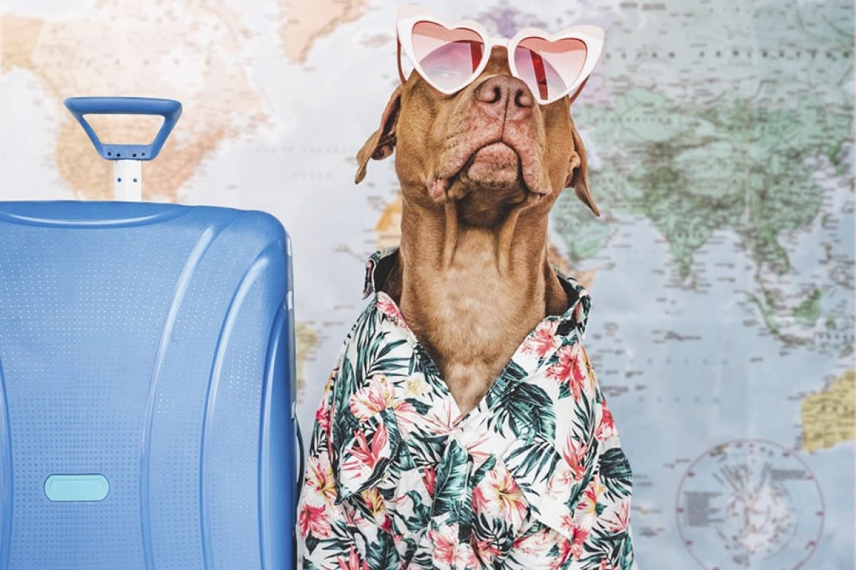 Cómo viajar con tu perro o gato en el coche y evitar multas de hasta 500  euros