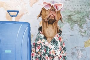 Viajar con perros grandes