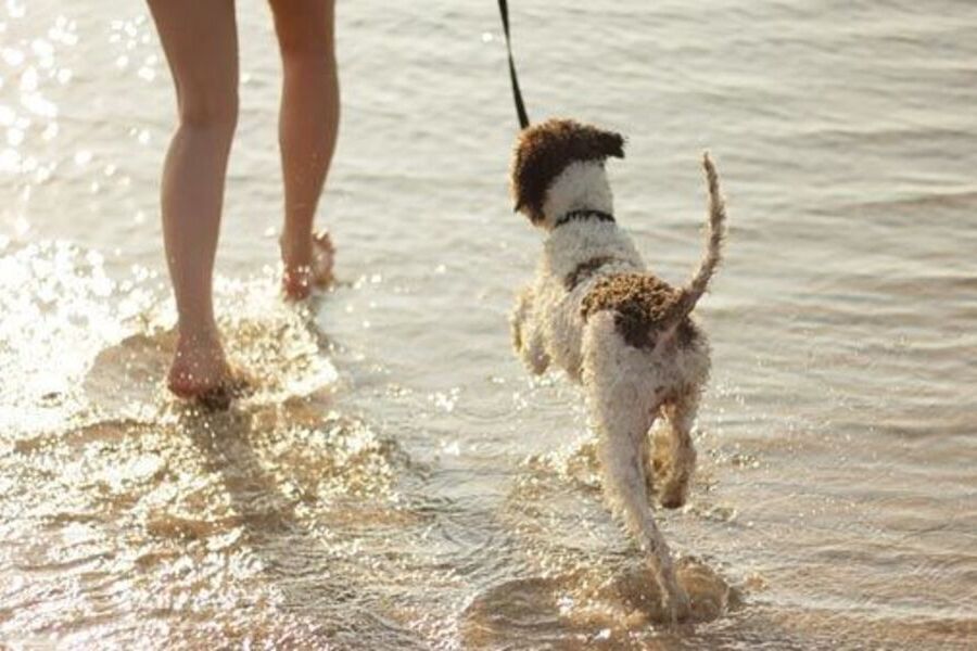 Cómo cuidar a nuestras mascotas cuando nos vamos de vacaciones