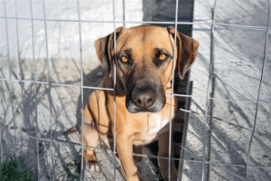 Adopta un perro sin raza