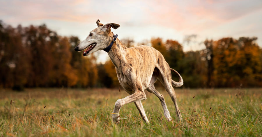 El galgo, uno de los animales más rápidos