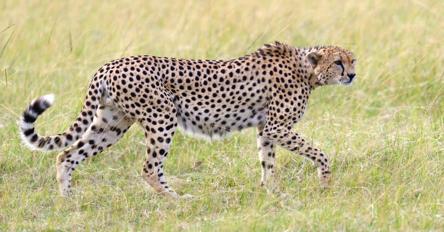 El guepardo, uno de los animales más rápidos del mundo