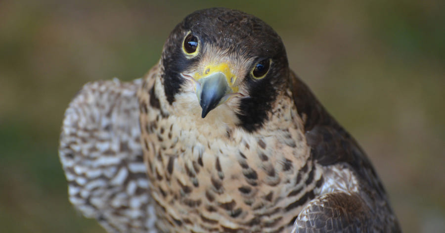 El animal más rápido del mundo, el halcón peregrino