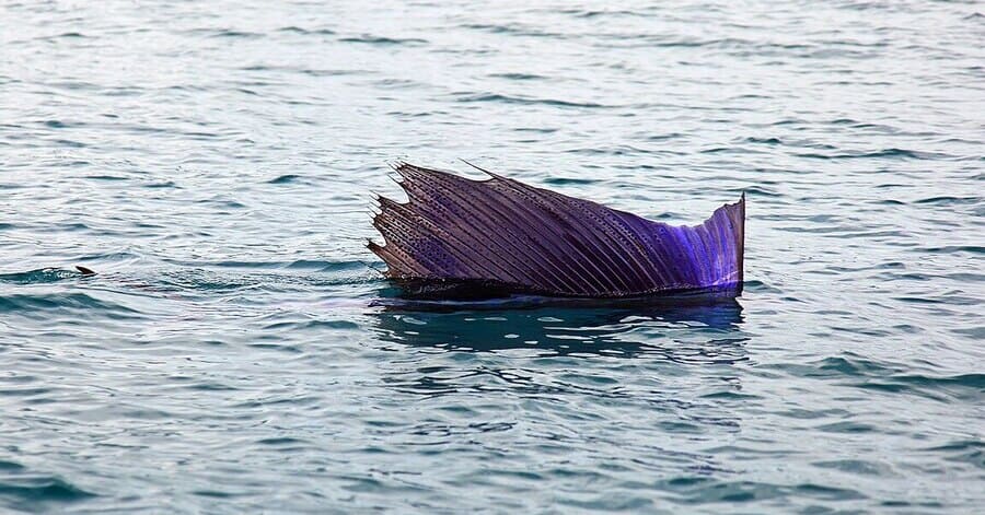 Animales más rápidos del mundo: pez vela