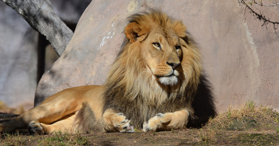 lista de animales más rápidos: león
