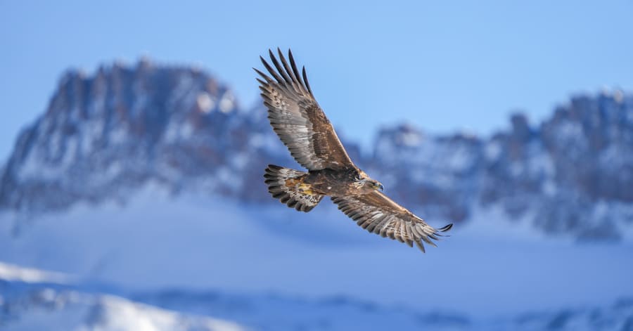 Animales más veloces del mundo: águila real