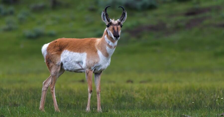 animales más veloces del mundo: berrendo o antílope americano