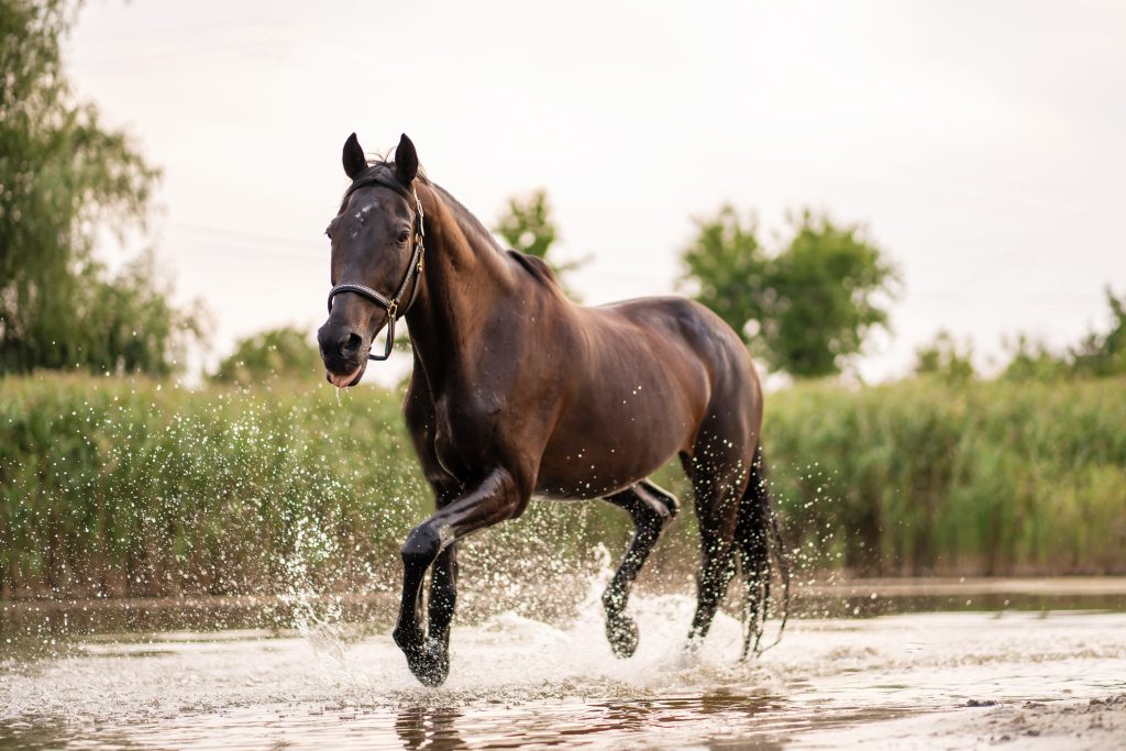 Caballo