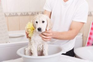 Cómo bañar a un cachorro