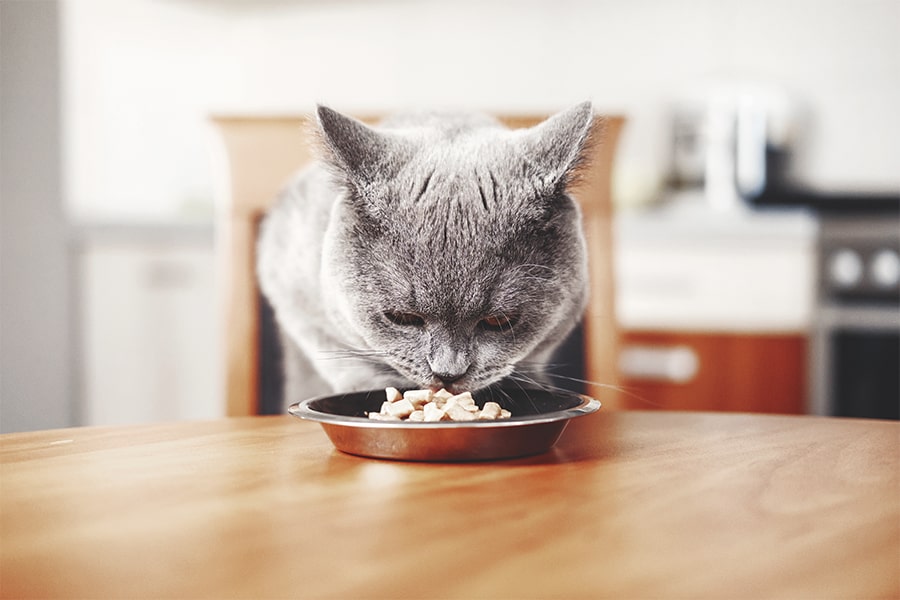 Beneficios de la dieta BARF en gatos