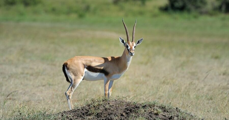 gacela de thomson: uno de los animales más rápidos del mundo