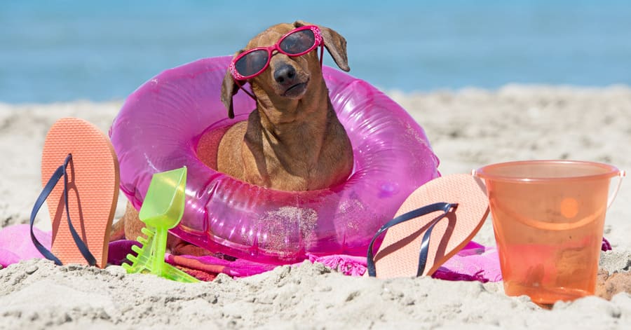 Playas que admiten perros