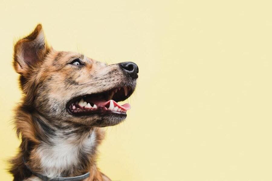 Cómo proteger a tu perro de la leishmaniosis canina