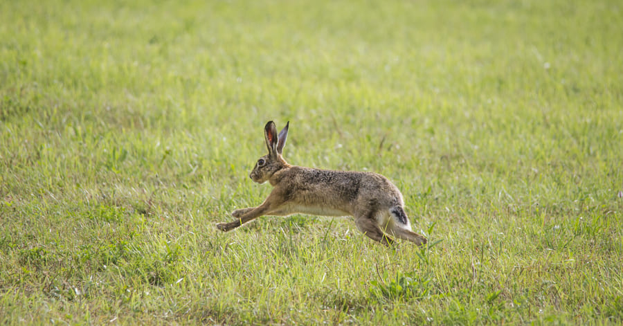 Liebre europea, animal más rápido