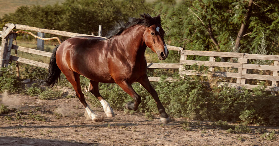 Lista de animales más veloces del mundo: caballo pura sangre