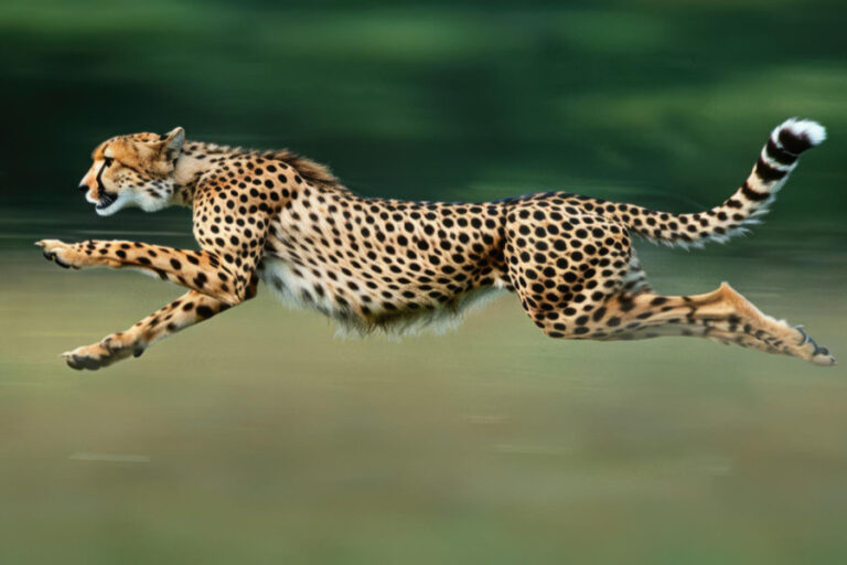 Lista de los animales más rápidos del mundo