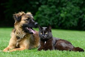 Vacunas obligatorias para perros y gatos según a dónde viajes
