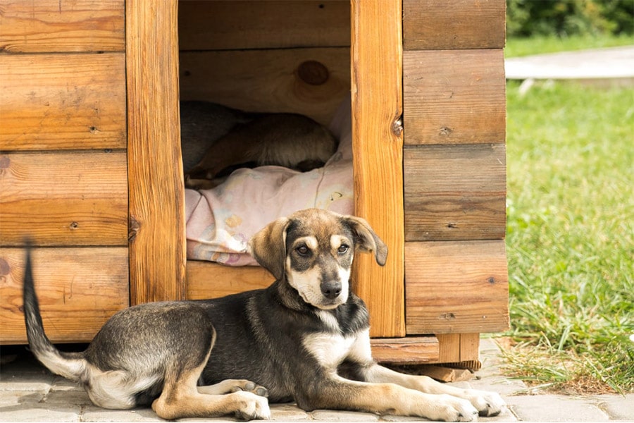 Caseta de perros en verano