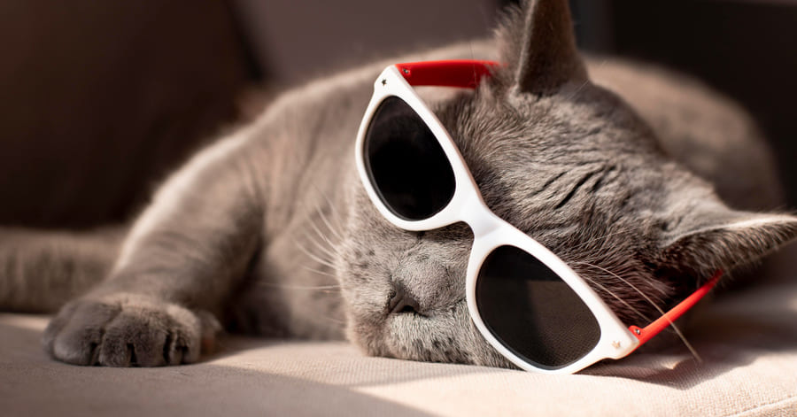 Cómo refrescar a un gato cuando llega el calor del verano