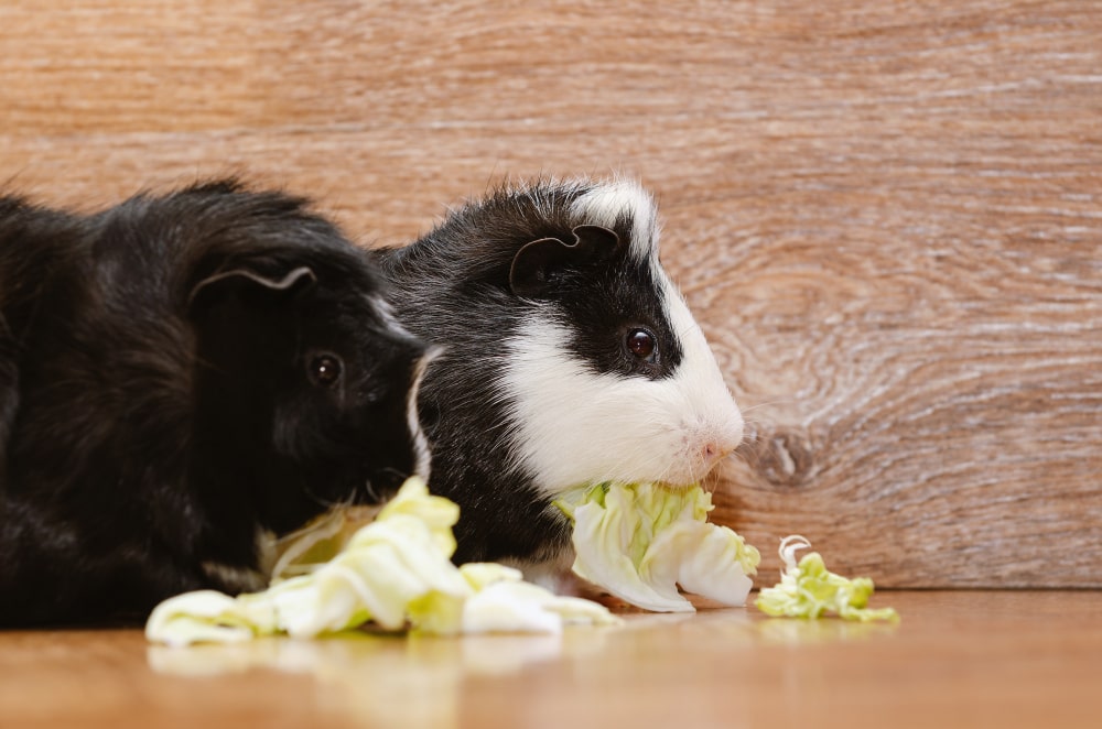 Os porquinhos-da-índia podem comer legumes