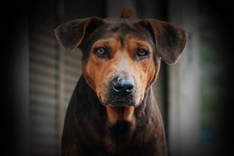 ¿A qué peligros se enfrentan los perros callejeros?