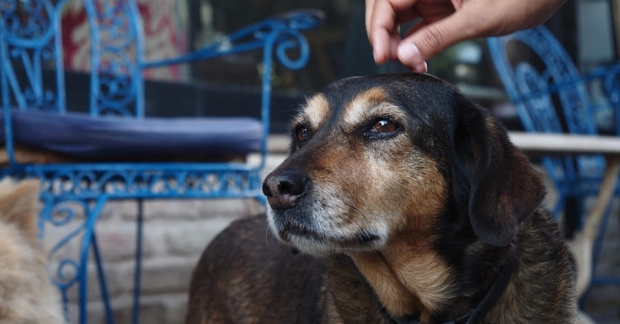 Qué tener en cuenta al adoptar a un perro mayor o senior