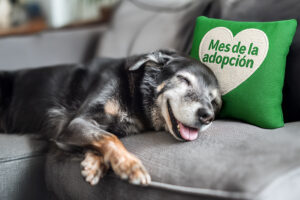 Beneficios de adoptar a un perro anciano o senior