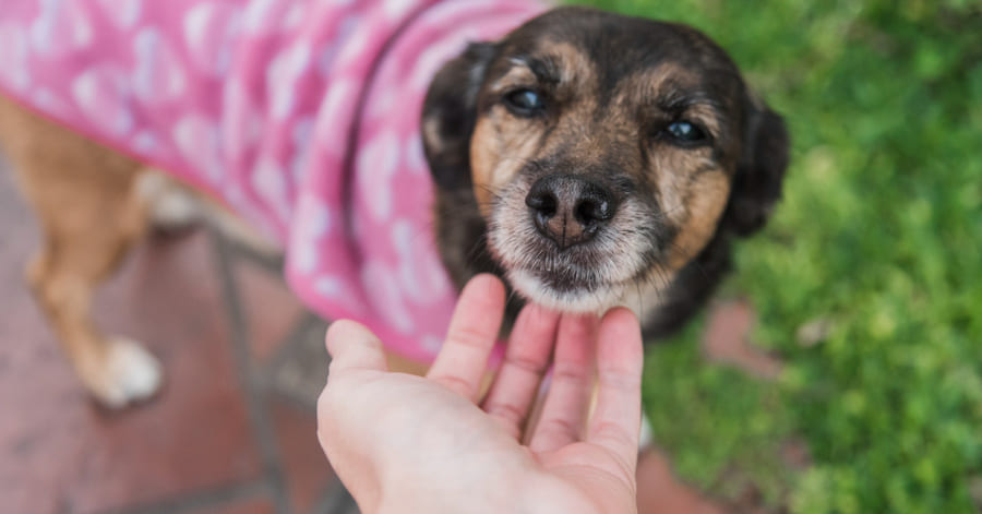 Beneficios de la adopción de perros mayores o adultos